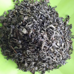 چای سبز ایرانی لاهیجان